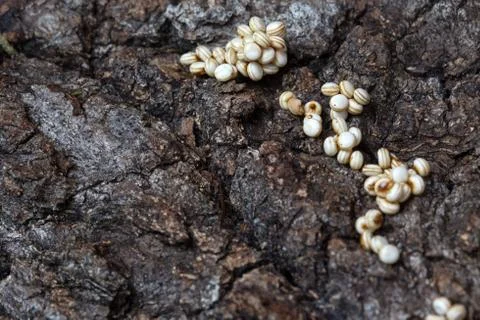 Polyphemus moth eggs Fotos de archivo