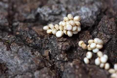 Polyphemus moth eggs Stock Photos