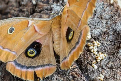 Polyphemus moth laying eggs Fotos de archivo