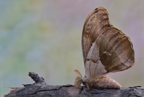 Polyphemus Moth Foto stock