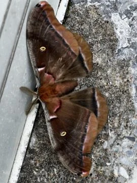Polyphemus moth Stock Photos