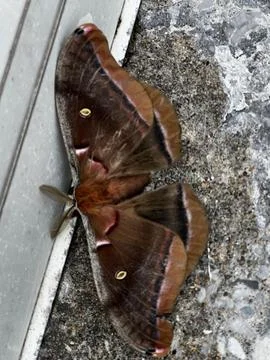 Polyphemus moth Stock Photos