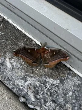 Polyphemus moth Stock Photos