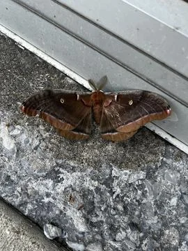 Polyphemus moth Stock Photos
