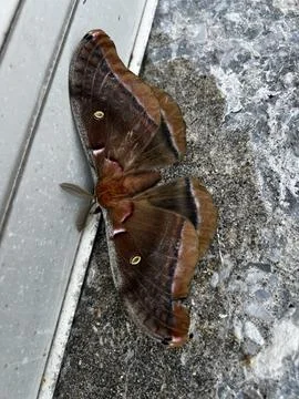 Polyphemus moth Stock Photos