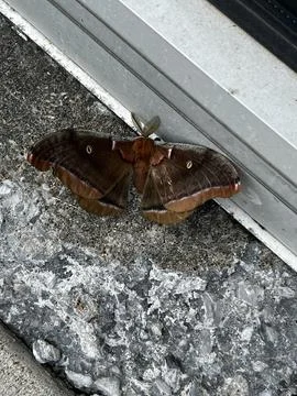 Polyphemus moth Stock Photos