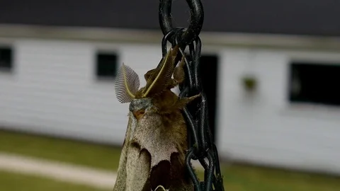 Polyphemus moth resting on a hanging plant. Stock-Footage 73779035