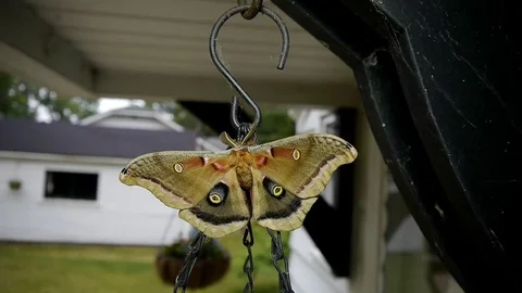Polyphemus moth resting on a hanging plant with open wings. Video stock 73779036