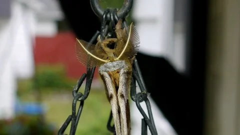 Polyphemus moth resting on a hanging plant. Stock-Footage 73779200