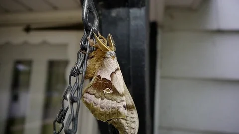 Polyphemus moth resting on a hanging plant. Stock-Footage 73779236