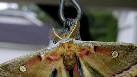 Polyphemus moth resting on a hanging plant with wings spread. Video stock 73780418