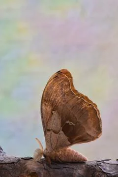 Polyphemus Moth Vertical Stock Photos