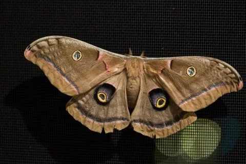 Polyphemus/Cyclops Brown Moth Stock Photos