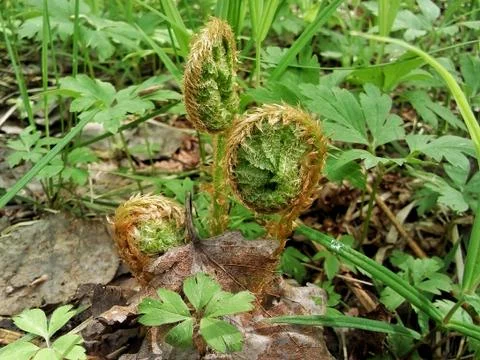 Polypodiophyta Foto stock