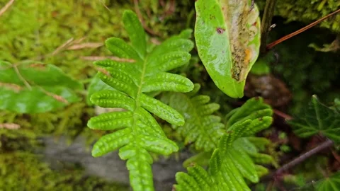 Polypodium fern in a wet forest with raindrops and moss Stock Footage 346181726