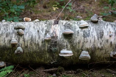 Polypore close-up on decaying birch tree trunk Stock Photos