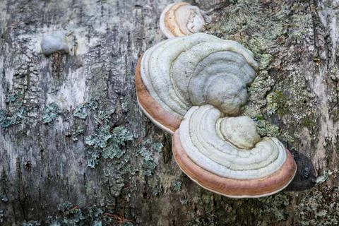 Polypore close-up on decaying birch tree trunk Stock Photos