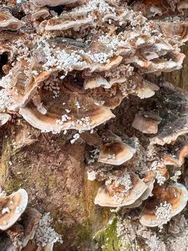 Polypore colonies spread in layers on old wood, their caps covered in white Stock Photos