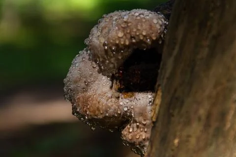 Polypore covered with water drops Stock Photos