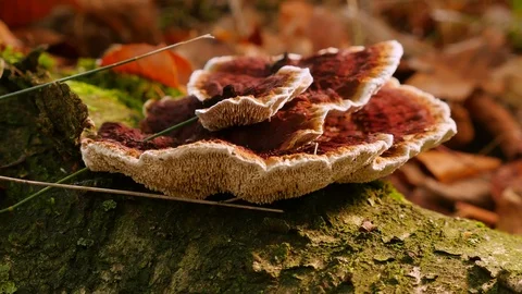 Polypore Stock Footage 119022239