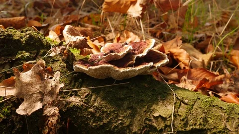 Polypore Stock Footage 119022301
