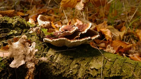 Polypore Video stock 119022327