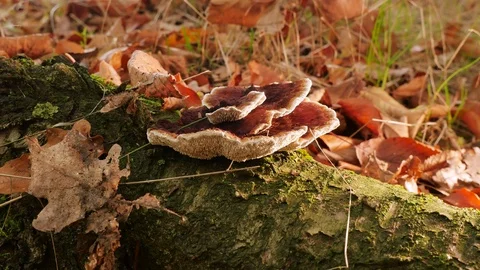 Polypore Stock Footage 119022370