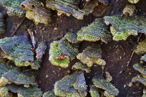 Polypore fungus Stock Photos