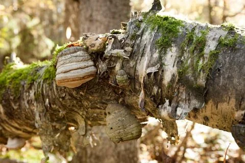 Polypore growing on tree trunk Stock Photos