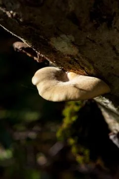 Polypore growing on tree trunk Stock Photos