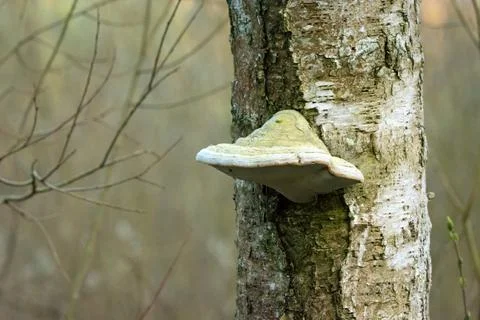 Polypore growing on a tree trunk Stock Photos
