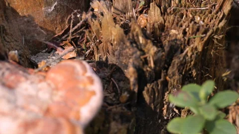 Polypore mushroom 库存影片 90480685