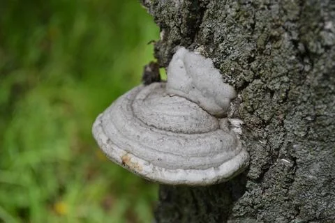 A polypore mushroom on the tree trunk Foto stock