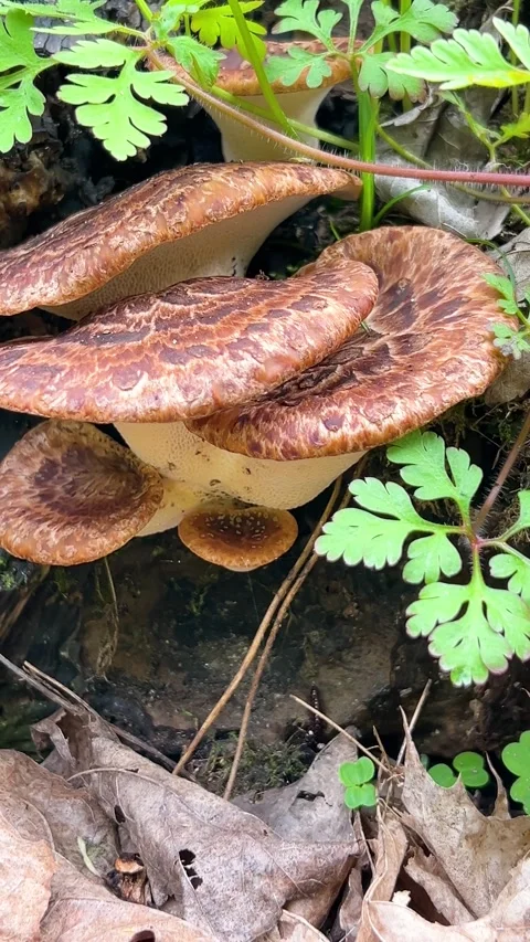 Polypore mushrooms growing on a tree trunk in the forest. Video stock 333630633