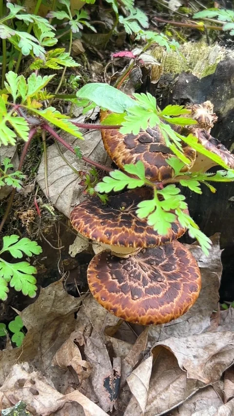Polypore mushrooms growing on a tree trunk in the forest. Video stock 333630768