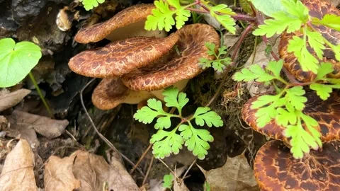 Polypore mushrooms growing on a tree trunk in the forest. Vídeos de archivo 333630823