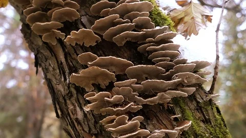 Polypore Mushrooms On A Tree  Stock Footage 72236422