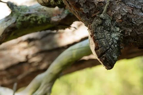 Polypore, Phellinus pini on pine branch Stock Photos