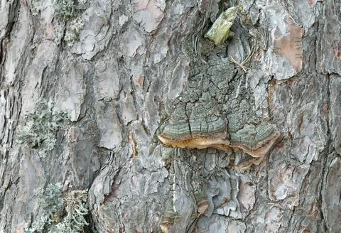 Polypore, Phellinus pini on pine wood Stock Photos