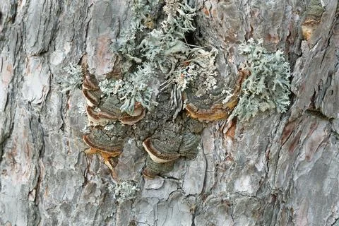 Polypore, Phellinus pini on pine wood Stock Photos