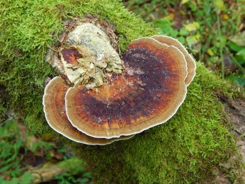 Polypore Fotos de archivo