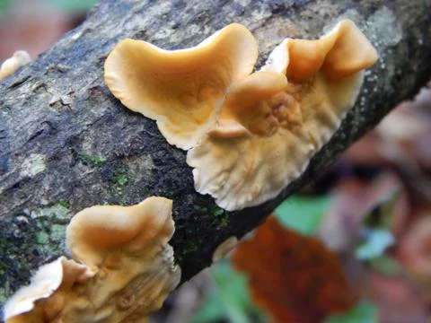 Polypore Fotos de archivo
