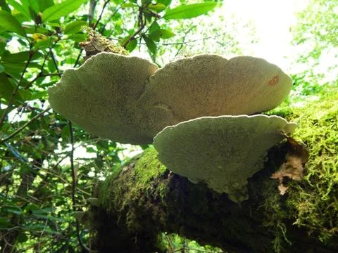 Polypore Stock Photos