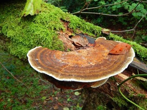 Polypore Fotos de archivo