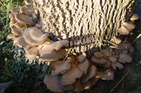 Polypore on a stub Stock Photos