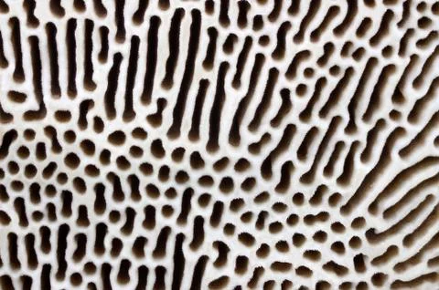 Polypore texture Stock Photos