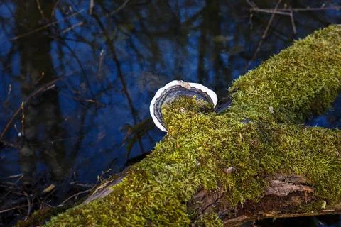Polypore on the tree. Stock Photos