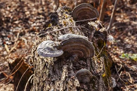 Polypore on a tree trunk Stock Photos