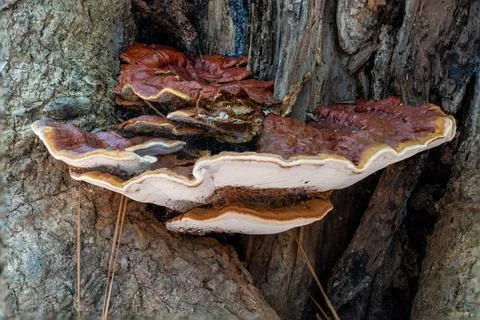 Polypores, also called bracket or shelf fungi, are a morphological group of.. Stock Photos