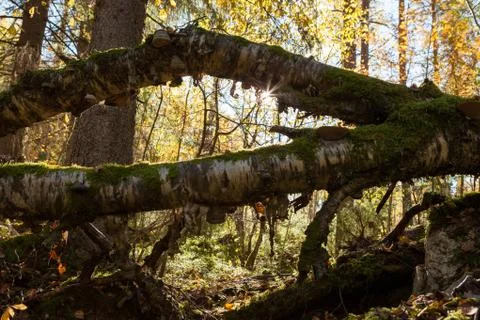 Polypores in fallen birch tree Stock Photos